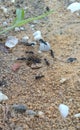 a bunch of ants bring their food to their nest...