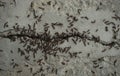 Bunch of ants fighting on concrete floor Royalty Free Stock Photo