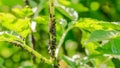 Aphid population feeds on plants