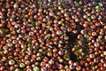Bunch of apples, hundreds, floating in water, panorama in fall along a walking path in canal stream beneath a wild apple tree in B