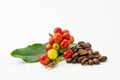 Bunch of arabica coffee fruit with green leaf and pile of roasted coffee beans on white background