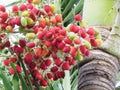 Bunch of Areca catechu or betel nut Royalty Free Stock Photo