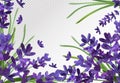 Bunch aroma lavender. Violet Lavender background.3d realistic flower lavender. Fragrant lavender. Vector illustration