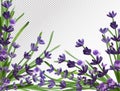 Bunch aroma lavender. Violet Lavender background.3d realistic flower lavender. Fragrant lavender. Vector illustration