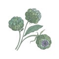 Bunch of artichokes with green buds, stalks and leaves isolated on white background. Natural detailed drawing of plant