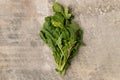 Bunch of Arugula Leaves and Stalks Royalty Free Stock Photo