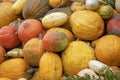 Bunch assorted gourds, zucchini, pumpkin and winter squash