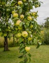 The bunch of autumn apples at garden