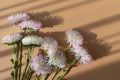 Autumn aster flowers with aesthetic sunlight shadows on neutral beige background top view. Floral composition in flat lay style Royalty Free Stock Photo