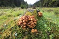 Bunch of autumnal Honey Fungus Armillaria mellea grows over mossy stump at the edge of a forest.