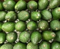 Bunch of Avocados. Photo Image Royalty Free Stock Photo