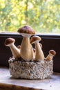 Psilocybin Magic Mushrooms for Healing of Depression and Anxiety