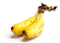 Bunch of baby banana on white background Royalty Free Stock Photo