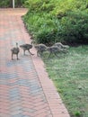 A bunch of baby Geese near Broker Pond on the campus of UNC Charlotte in Charlotte, NC