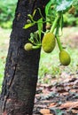 Bunch of Baby Jackfruits with Trunk Background, Closeup