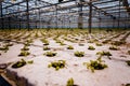 A bunch of baby plants growing inside of pots inside of a greenhouse nursery Royalty Free Stock Photo