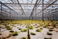 A bunch of baby plants growing inside of pots inside of a greenhouse nursery Royalty Free Stock Photo