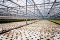 A bunch of baby plants growing inside of pots inside of a greenhouse nursery Royalty Free Stock Photo