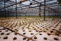 A bunch of baby plants growing inside of pots inside of a greenhouse nursery Royalty Free Stock Photo