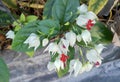 Bunch of Bagflower or Bleeding Heart Flowers Royalty Free Stock Photo