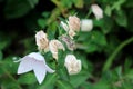 Bunch of Balloon flowers or Platycodon grandiflorus perennial plants with balloon like white flowers starting to shrivel and