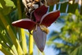 Bunch of banana flower on banana tree.