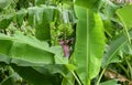 A bunch of banana and banana flower still blooming and hanging in the tree Royalty Free Stock Photo