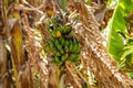 A bunch of banana fruits Royalty Free Stock Photo