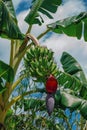 Bunch of banana fruits on palm tree Royalty Free Stock Photo