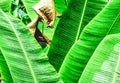 Bunch of banana leaves in rain with water droplets on them. Odd old leaf also there Royalty Free Stock Photo