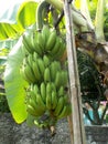 Bunch of banana on the tree. close ups Royalty Free Stock Photo