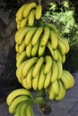 Bunch of bananas Royalty Free Stock Photo