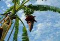 A bunch of bananas and banana flowers on the tree Royalty Free Stock Photo