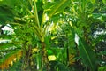 Bunch of Bananas in a Banana Plantation Royalty Free Stock Photo