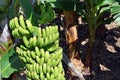 Bunch of bananas on a banana tree. Canary Islands. Spain. Royalty Free Stock Photo