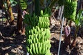 Bunch of bananas on a banana tree. Canary Islands. Spain. Royalty Free Stock Photo