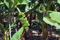 Bunch of bananas on a banana tree. Canary Islands. Spain. Royalty Free Stock Photo