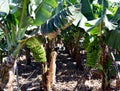 Bunch of bananas on a banana tree. Canary Islands. Spain. Royalty Free Stock Photo