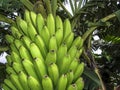 Banana Tree in Brazil