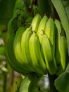 Bunch Of Bananas Closeup. Fruit Still Ripening On Tree, Green, Unripe.