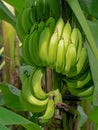 Bunch Of Bananas. Fruit Still Ripening On Tree, Green, Unripe.