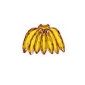 Bunch of Bananas. Fruits. Vector hand drawn colorful illustration. Royalty Free Stock Photo