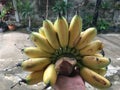 Bunch of bananas in hand on a background of green plants. Royalty Free Stock Photo