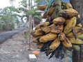 Bunch of bananas hanging on the tree Royalty Free Stock Photo