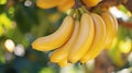 A bunch of bananas hanging from a tree in the sun, AI Royalty Free Stock Photo