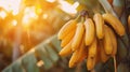 A bunch of bananas are hanging from a tree in the sun, AI Royalty Free Stock Photo