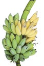 Bunch of bananas isolated. Royalty Free Stock Photo