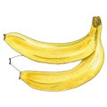 Bunch of bananas isolated on white background marker illustration Royalty Free Stock Photo