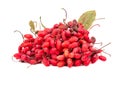 Bunch of barberry branches Royalty Free Stock Photo