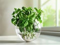 a bunch of basil in a vase of water to keep it fresh and regrow later